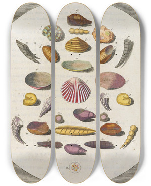 Triptych art skateboard deck of Martin Frobenius Ledermuller Amusement Microscopique Tant Pour Lesprit Que Pour Les Yeux Pl005 by Martin Frobenius Ledermu%Cc%88Ller (1719-1769)