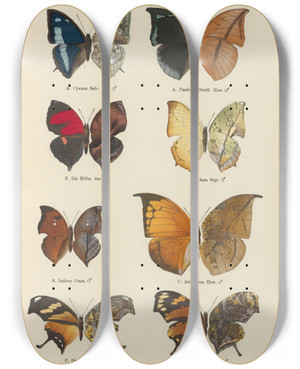 Triptych art skateboard deck of Otto Staudinger Exotische Schmetterlinge Pl062 by Otto Staudinger (1830-1900)