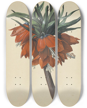 Triptych art skateboard deck of Sebastian Wegmayr Frittelaria Imperialis by Sebastian Wegmayr (1776-1857)