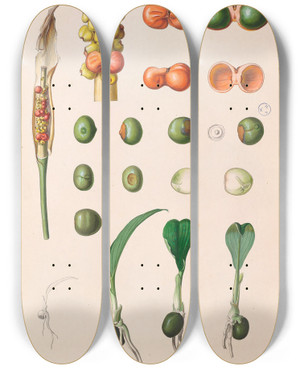 Triptych art skateboard deck of Heinrich Wilhelm Schott Icones Aroidearum Pl27 by Heinrich Wilhelm Schott (1794-1865)