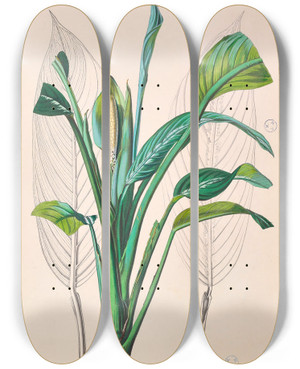 Triptych art skateboard deck of Heinrich Wilhelm Schott Icones Aroidearum Pl29 by Heinrich Wilhelm Schott (1794-1865)