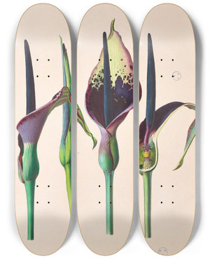 Triptych art skateboard deck of Heinrich Wilhelm Schott Icones Aroidearum Pl32 by Heinrich Wilhelm Schott (1794-1865)