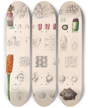 Triptych art skateboard deck of Heinrich Wilhelm Schott Icones Aroidearum Pl33 by Heinrich Wilhelm Schott (1794-1865)