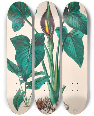Triptych art skateboard deck of Heinrich Wilhelm Schott Icones Aroidearum Pl34 by Heinrich Wilhelm Schott (1794-1865)