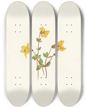 Triptych art skateboard deck of Mary Vaux Walcott Alpine Monkeyflower Mimulus Caespitosus by Mary Vaux Walcott (1860-1940)