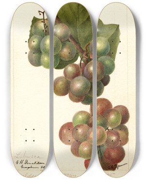 Triptych art skateboard deck of Deborah Griscom Passmore Vitis Labrusca by Deborah Griscom Passmore (1840-1911)