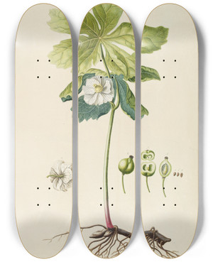 Triptych art skateboard deck of Georg Dionysius Ehret Podophyllum by Georg Dionysius Ehret (1708-1770)