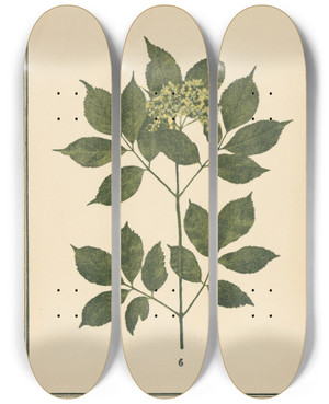 Triptych art skateboard deck of Sebastian Kneipp Plantatlas To My Watercure Pl26 by Sebastian Kneipp (1821-1897)
