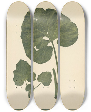 Triptych art skateboard deck of Sebastian Kneipp Plantatlas To My Watercure Pl35 by Sebastian Kneipp (1821-1897)