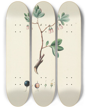 Triptych art skateboard deck of Carl Christoph Oelhafen Von Schllenbach Abbildung Der Wilden Bume Stauden Und Buschgewchse Pl147 by Carl Christoph Oelhafen Von Schollenbach (1709-1785)