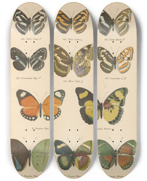 Triptych art skateboard deck of Otto Staudinger Exotische Schmetterlinge Pl051 by Otto Staudinger (1830-1900)