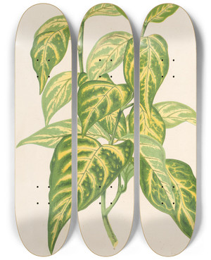Triptych art skateboard deck of Charles Antoine Lemaire Bignonia Picta by Charles Antoine Lemaire (1800-1871)