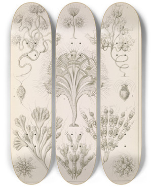 Triptych art skateboard deck of Ernst Haeckel Flagellata Geiklinge by Ernst Haeckel (1834-1919)