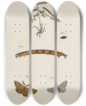 Triptych art skateboard deck of Johann Caspar Fuessli Archives De Lhistoire Des Insectes Pl10 by Johann Caspar Fuessli (1743-1786)