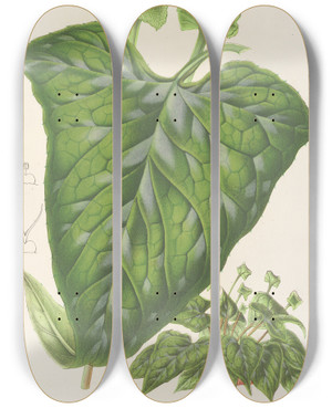 Triptych art skateboard deck of Charles Antoine Lemaire Dorstenia Maculata by Charles Antoine Lemaire (1800-1871)