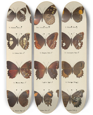 Triptych art skateboard deck of Otto Staudinger Exotische Schmetterlinge Pl084 by Otto Staudinger (1830-1900)