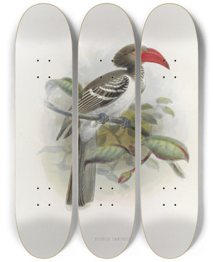 Triptych art skateboard deck of Daniel Giraud Elliot Tockus Camurus by Daniel Giraud Elliot (1835-1915)