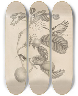 Triptych art skateboard deck of Maria Sibylla Merian Dissertatio De Generatione Et Metamorphosibus Insectorum Surinamensium Pl43 by Maria Sibylla Merian (1647-1717)