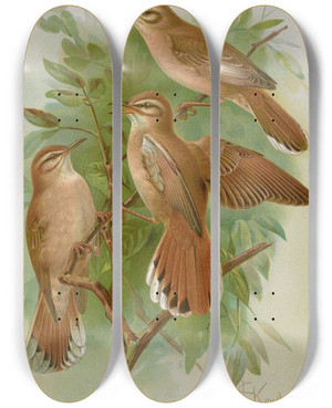 Triptych art skateboard deck of Johann Friedrich Naumann Agrobates Familiaris Agrobates Galactodes by Johann Friedrich Naumann (1780-1857)