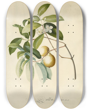 Triptych art skateboard deck of Georg Dionysius Ehret Guava by Georg Dionysius Ehret (1708-1770)