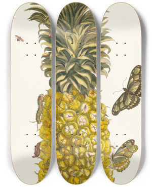 Triptych art skateboard deck of Maria Sibylla Merian Ananas Mur by Maria Sibylla Merian (1647-1717)