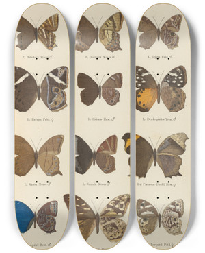 Triptych art skateboard deck of Otto Staudinger Exotische Schmetterlinge Pl078 by Otto Staudinger (1830-1900)