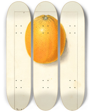 Triptych art skateboard deck of Ellen Isham Schutt Citrus Sinensis Valencia_9 by Ellen Isham Schutt (1873-1955)