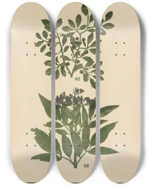 Triptych art skateboard deck of Sebastian Kneipp Plantatlas To My Watercure Pl18 by Sebastian Kneipp (1821-1897)