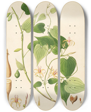 Triptych art skateboard deck of William Roxburgh Plants Of The Coast Of Coromandel Pl032 by William Roxburgh (1751-1815)