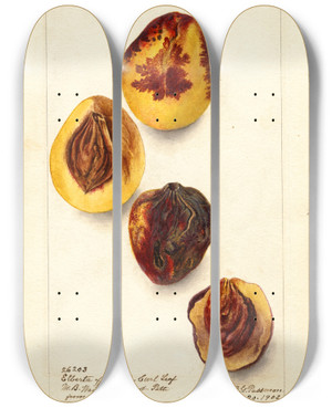 Triptych art skateboard deck of Deborah Griscom Passmore Prunus Persica Elberta by Deborah Griscom Passmore (1840-1911)