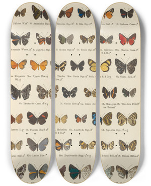 Triptych art skateboard deck of Otto Staudinger Exotische Schmetterlinge Pl091 by Otto Staudinger (1830-1900)