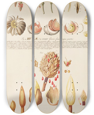 Triptych art skateboard deck of Georg Dionysius Ehret Hurae Magnoliae by Georg Dionysius Ehret (1708-1770)