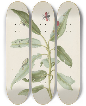Triptych art skateboard deck of Maria Sibylla Merian Willow Leaves With Poplar Leaf Beetle Eggs And Larvae by Maria Sibylla Merian (1647-1717)