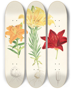 Triptych art skateboard deck of Walter Hood Fitch Lilium Elegans Var Alutaceum by Walter Hood Fitch (1817-1892)