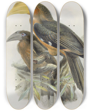 Triptych art skateboard deck of Daniel Giraud Elliot Anorrhinus Tickelli by Daniel Giraud Elliot (1835-1915)