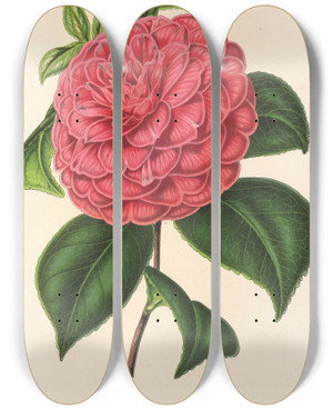 Triptych art skateboard deck of Charles Antoine Lemaire Camellia Clodia by Charles Antoine Lemaire (1800-1871)