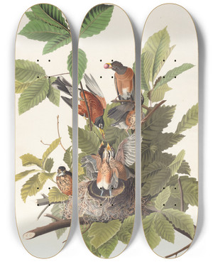 Triptych art skateboard deck of John James Audubon American Robin by John James Audubon (1785-1851)