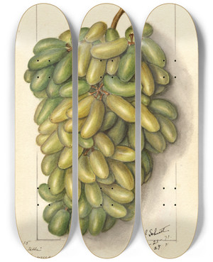 Triptych art skateboard deck of Ellen Isham Schutt Vitis Pizzutella by Ellen Isham Schutt (1873-1955)