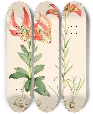 Triptych art skateboard deck of Walter Hood Fitch Lilium Carolinianum by Walter Hood Fitch (1817-1892)