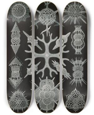 Triptych art skateboard deck of Ernst Haeckel Spumellaria Schaumstrahlinge by Ernst Haeckel (1834-1919)