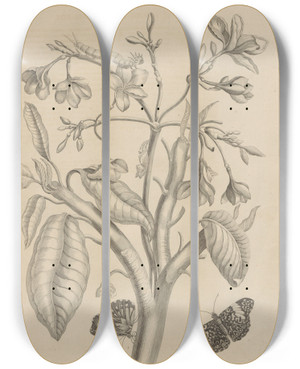 Triptych art skateboard deck of Maria Sibylla Merian Dissertatio De Generatione Et Metamorphosibus Insectorum Surinamensium Pl08 by Maria Sibylla Merian (1647-1717)