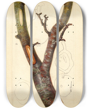 Triptych art skateboard deck of Deborah Griscom Passmore Pyrus Communis Howell by Deborah Griscom Passmore (1840-1911)