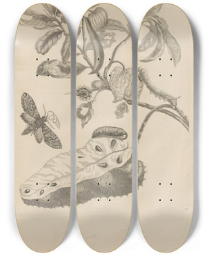 Triptych art skateboard deck of Maria Sibylla Merian Dissertatio De Generatione Et Metamorphosibus Insectorum Surinamensium Pl14 by Maria Sibylla Merian (1647-1717)
