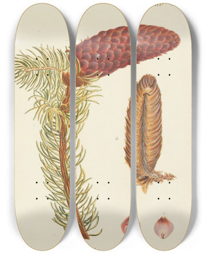 Triptych art skateboard deck of Carl Christoph Oelhafen Von Schllenbach Abbildung Der Wilden Bume Stauden Und Buschgewchse Pl013 by Carl Christoph Oelhafen Von Schollenbach (1709-1785)
