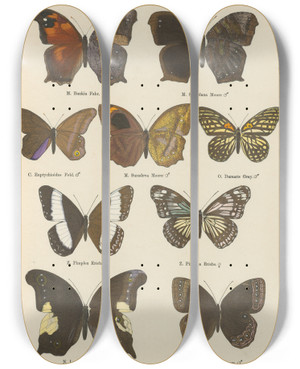 Triptych art skateboard deck of Otto Staudinger Exotische Schmetterlinge Pl079 by Otto Staudinger (1830-1900)