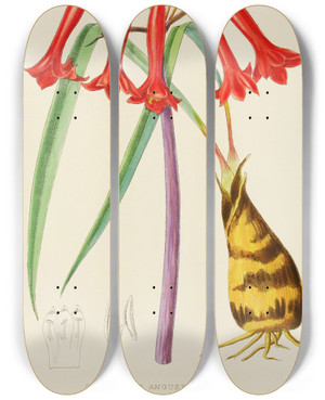 Triptych art skateboard deck of Illtyd Buller Poleevans Cyrtanthus Augustifolius by Illtyd Buller Pole-Evans (1879-1968)