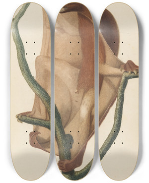 Triptych art skateboard deck of Jeanbaptiste Audebert Le Galopithque Roux by Jean-Baptiste Audebert (1759-1800)