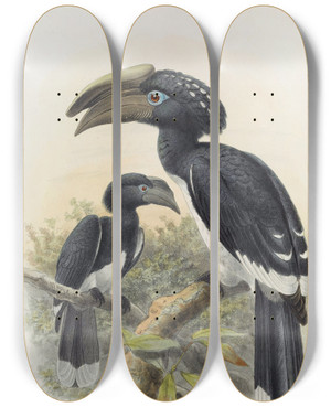 Triptych art skateboard deck of Daniel Giraud Elliot Bycanistes Buccinator by Daniel Giraud Elliot (1835-1915)
