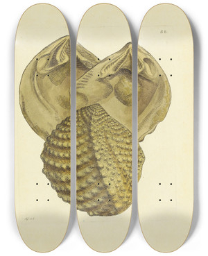 Triptych art skateboard deck of James Sowerby The Mineral Conchology Of Great Britain Pl087 by James Sowerby (1757-1822)