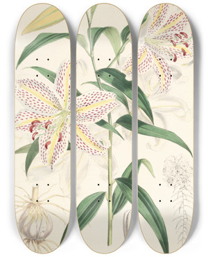 Triptych art skateboard deck of Walter Hood Fitch Lilium Auratum by Walter Hood Fitch (1817-1892)